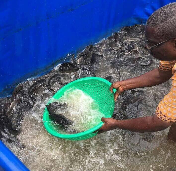 Aqua-Green-integrated-AGI (17)